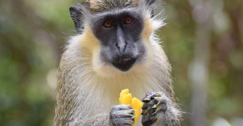 Bridgetown: Wildlife Reserve & Carlisle Bay Tour with Cruise - Who Will Love This Tour?