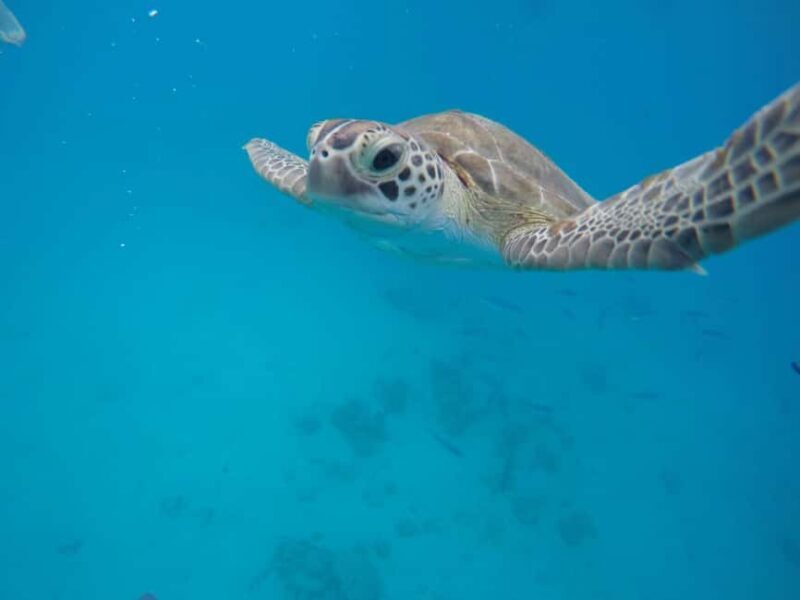 Bridgetown: Wildlife Reserve Tour and Carlisle Bay Cruise - Bathsheba and the Surfer’s Paradise
