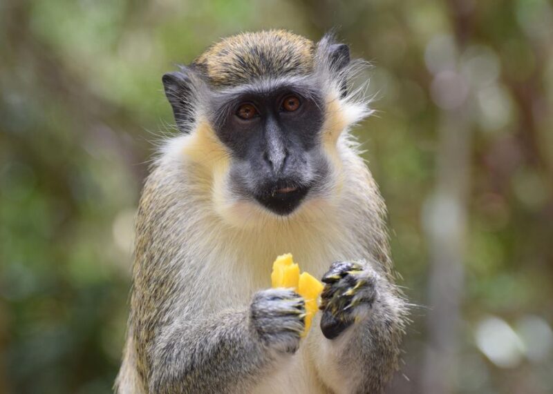 Bridgetown: Wildlife Reserve Tour and Carlisle Bay Cruise - The marine adventure at Carlisle Bay