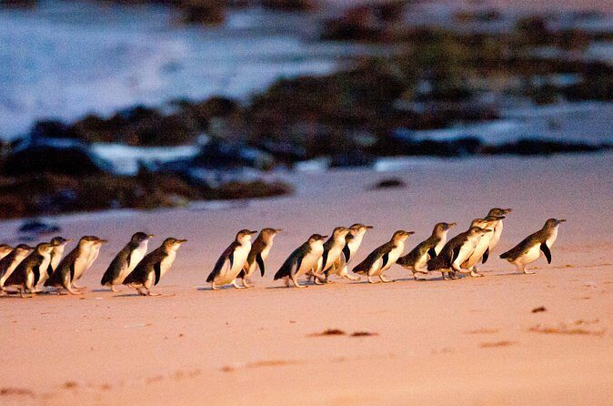 Brighton Bath Boxes & Puffing Billy & Penguin Parade 1-Day Tour - Summary of the Experience