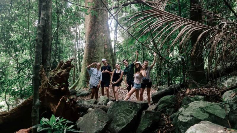 Brisbane: 6 Waterfalls, Koalas & Natural Bridge Day Tour - Key Points