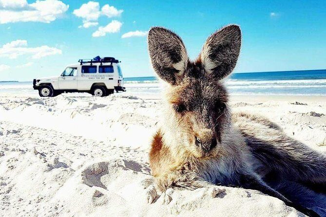 Brisbane day trip to Bribie Island - What to Expect from the Tour