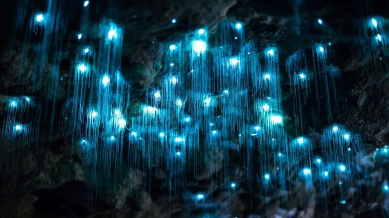 Brisbane: Daytime Glow Worm Caves Hop-on Hop-off Bus Tour - Detailed Review of the Tour Experience