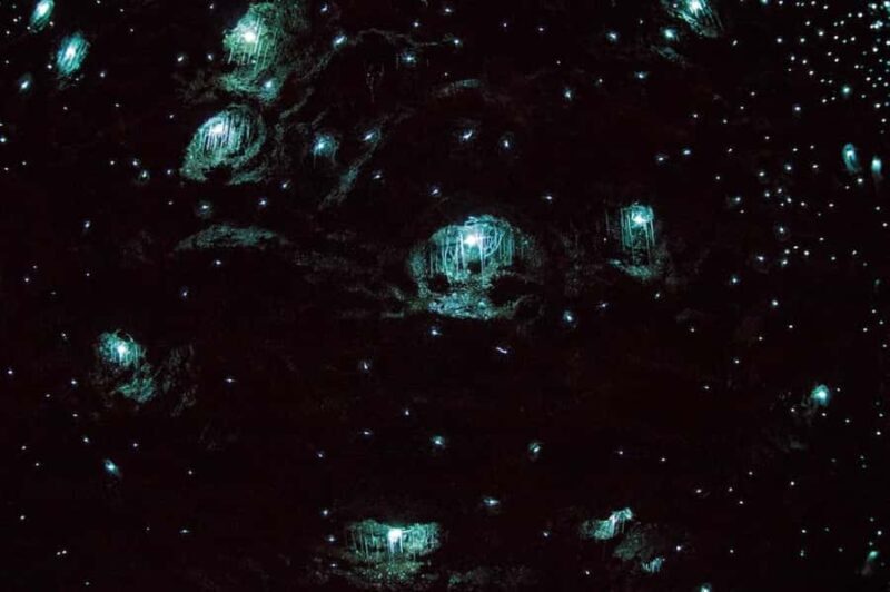 Brisbane: Daytime Glow Worm Caves Hop-on Hop-off Bus Tour - The Sum Up