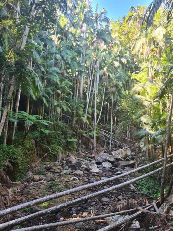 Brisbane Departure : Explore Tamborine Mountain Day Tour - Practical Details and What to Pack
