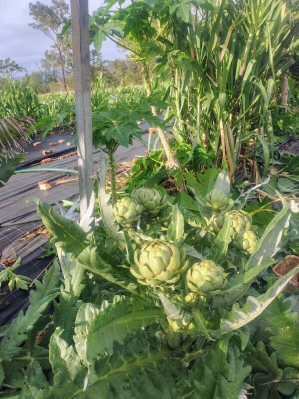 Brisbane Farm Day Trip | Ellia's Garden Scenic Rim - Practical Aspects