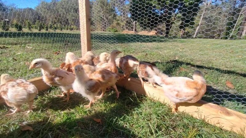 Brisbane Farm Day Trip | Ellia's Garden Scenic Rim - FAQ