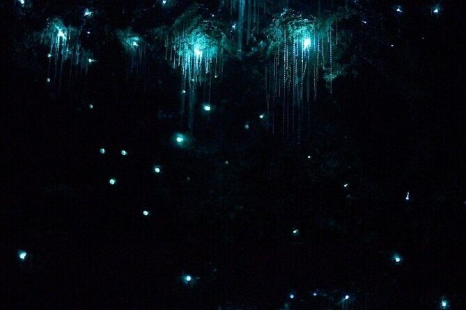 Brisbane: Glow Worms, Sunset, Telescope Stargazing & Dinner - Is This Tour Worth It?