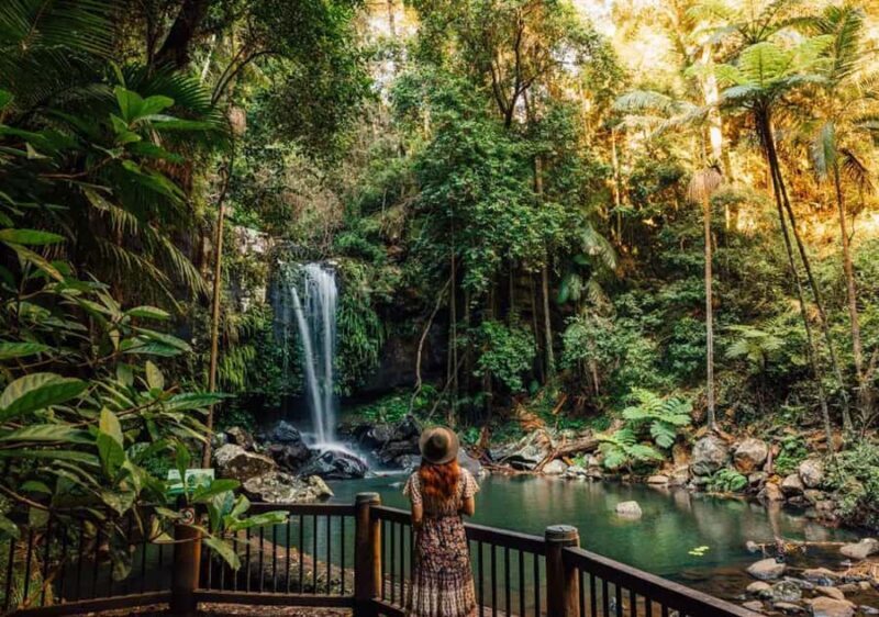 Brisbane: Hop on Hop off Bus to Tamborine Mountain - Key Points