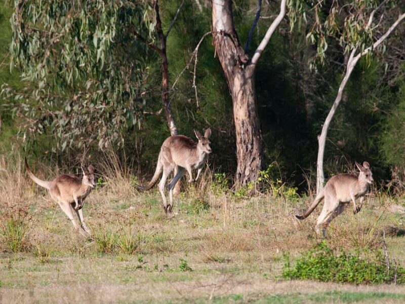 Brisbane: Kangaroos, Birds and Mangroves Coastal Tour - Who Would Love This Tour?