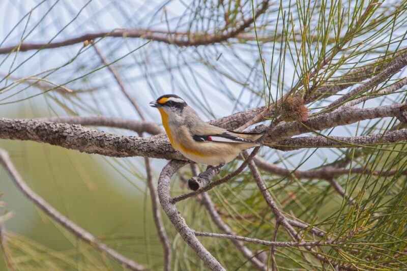 Brisbane: Kangaroos, Birds and Mangroves Coastal Tour - In The Sum Up