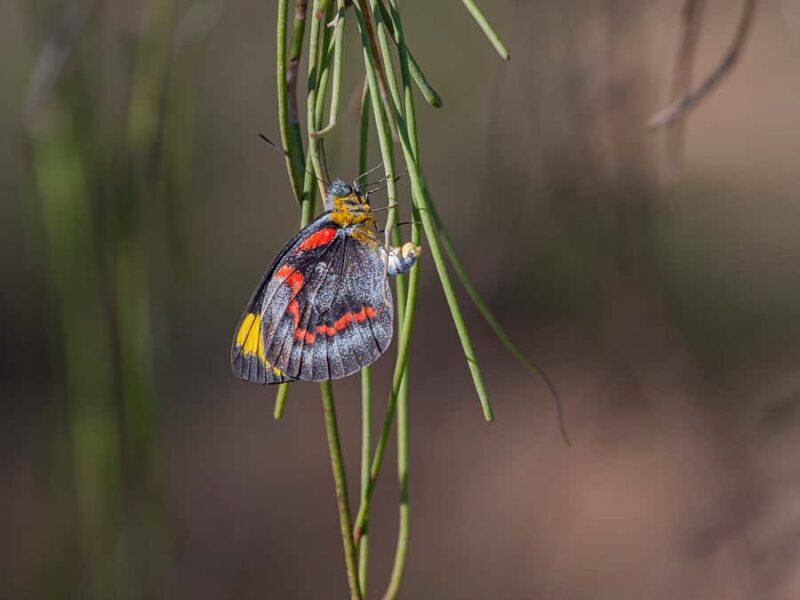 Brisbane: Kangaroos, Birds and Mangroves Coastal Tour - FAQ