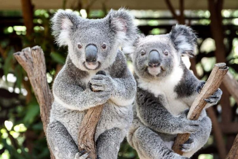 Brisbane: Lone Pine Koala Sanctuary Day Pass - Key Points