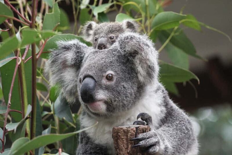Brisbane: Lone Pine Koala Sanctuary Day Pass - Value for Money