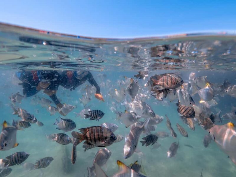 Brisbane: Moreton Island all inclusive Snorkeling Tour - Starting Point and Departure Logistics