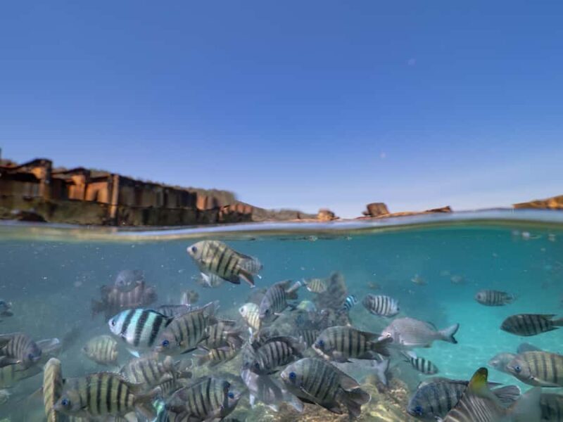 Brisbane: Moreton Island all inclusive Snorkeling Tour - Snorkeling at the Tangalooma Wrecks