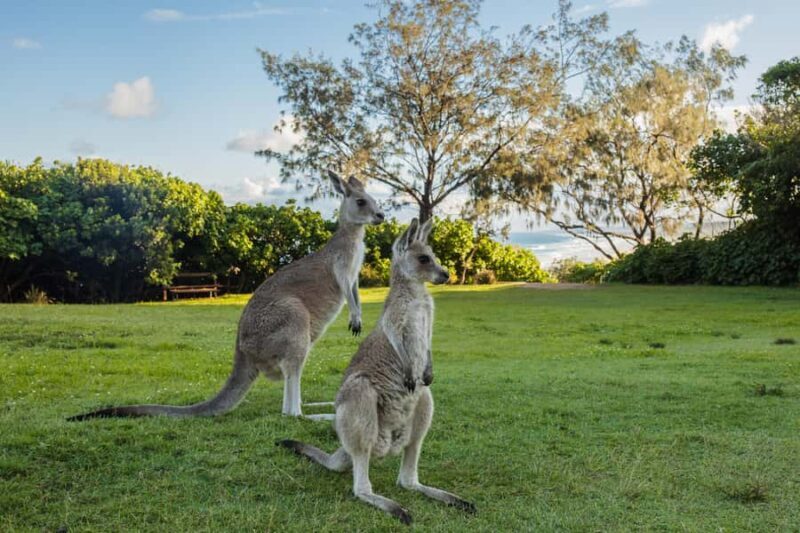Brisbane: North Stradbroke Island First Nations Day Tour - Who Is This Tour Best For?