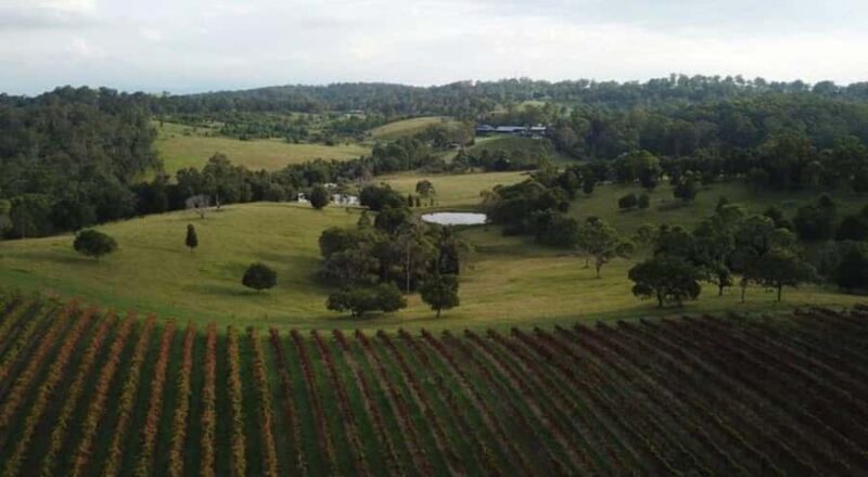 Brisbane: Picnic in the Vines - Key Points