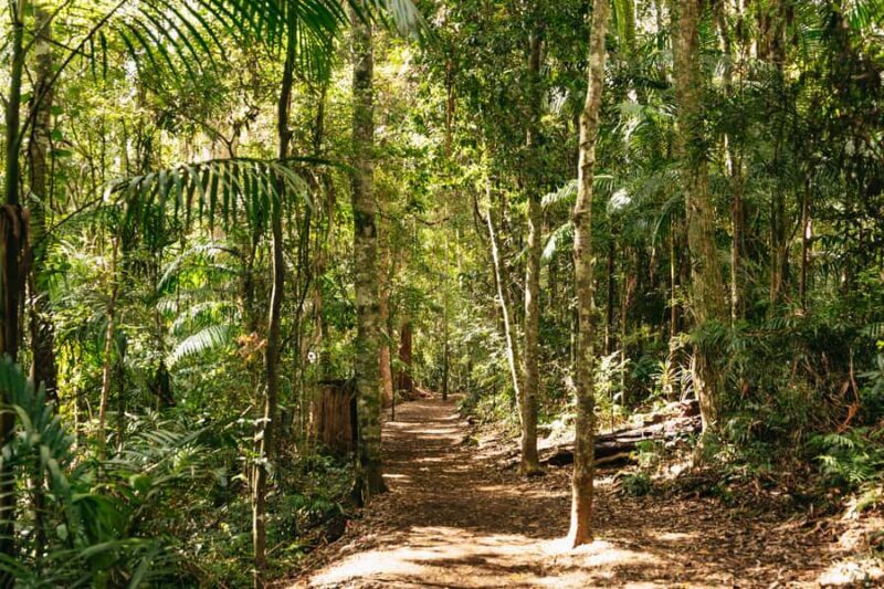 Brisbane: Rainforests, Waterfalls and Glow Worm Cave Tour - Guides and Overall Experience