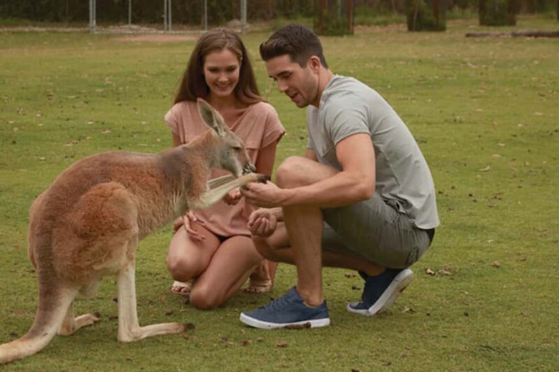 Brisbane River Cruise and Koala Sanctuary Visit - An In-depth Look at the Tour
