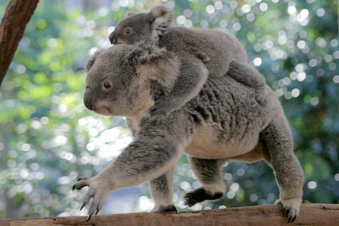 Brisbane River Cruise with entry to Lone Pine Koala Sanctuary - The Sum Up