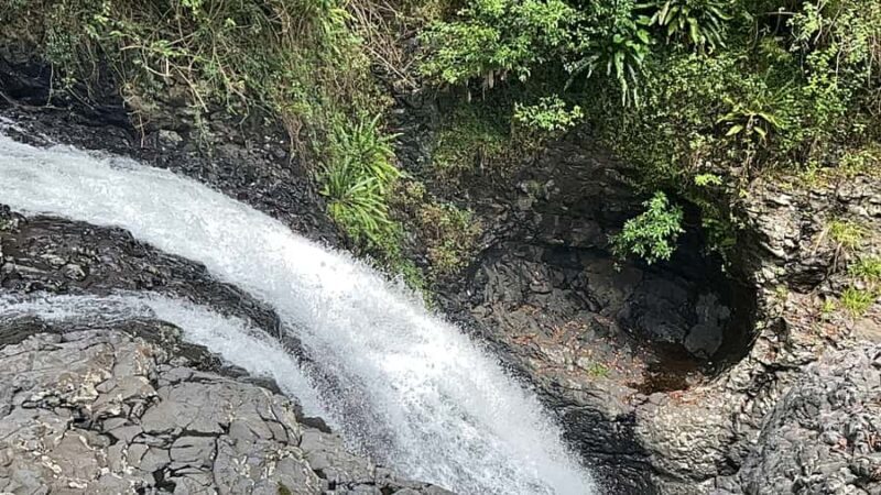 Brisbane: Springbrook and Mt Tamborine Glow Worm and Skywalk - An Introduction to the Tour Experience