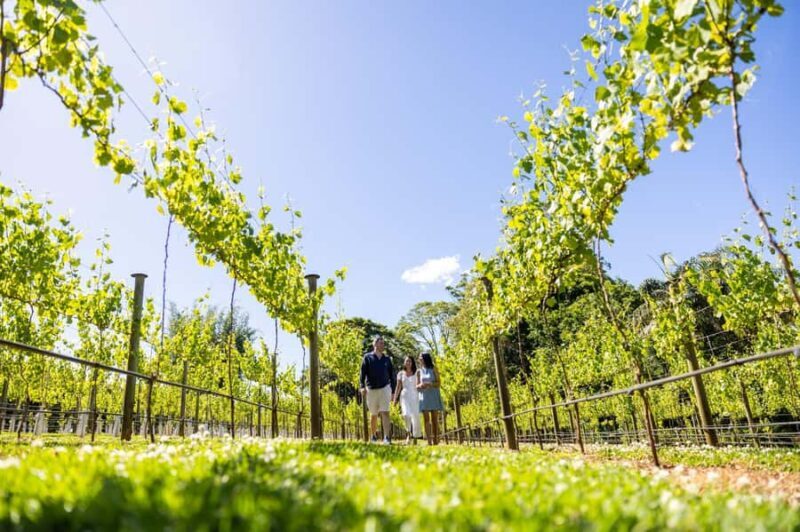 Brisbane: Tamborine Mountain Local Winery Tour with Lunch - Analyzing the Value and Experience