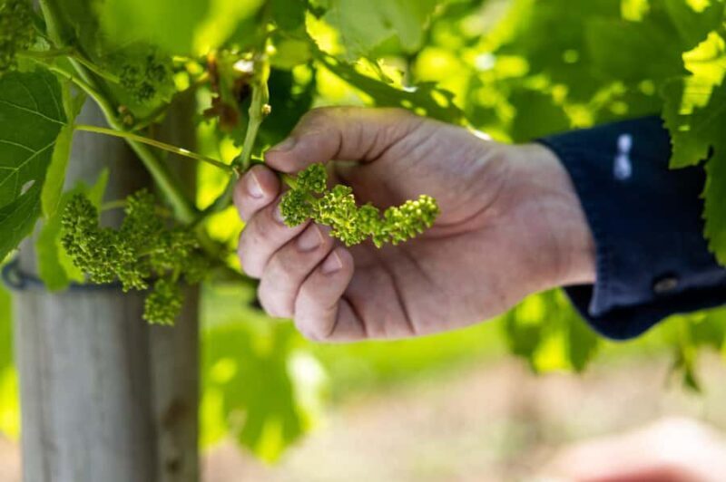 Brisbane: Tamborine Mountain Local Winery Tour with Lunch - Final Thoughts