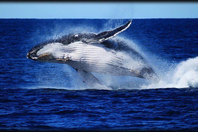 Brisbane Whale Watching Cruise from Redcliffe or Sunshine Coast - Who Should Consider This Tour?