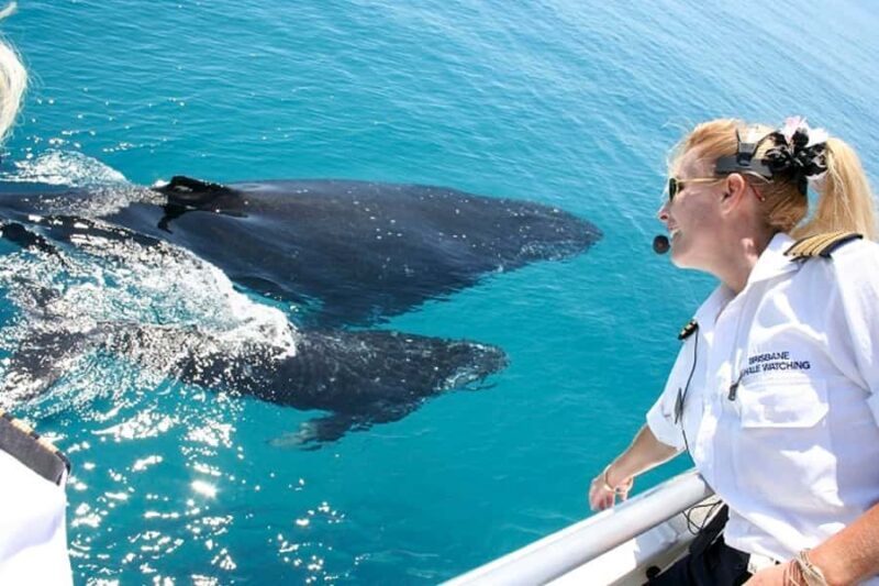 Brisbane: Whale Watching Cruise with Lunch - An In-Depth Look at the Experience