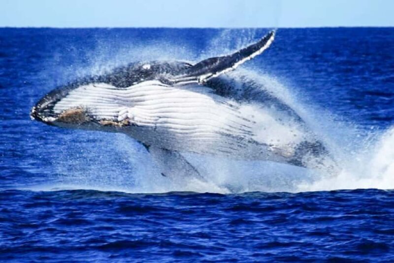 Brisbane: Whale Watching Cruise with Lunch - Final Thoughts