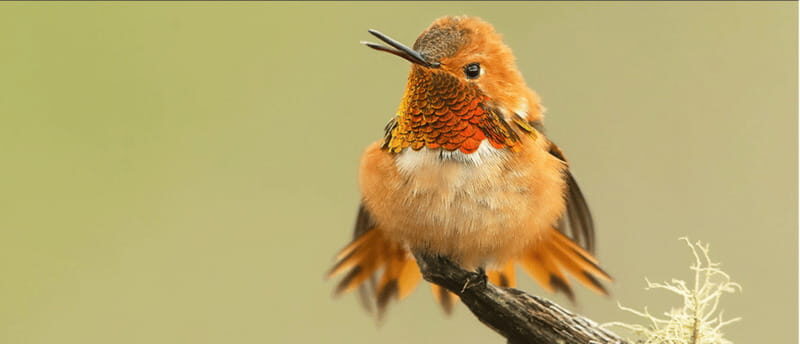 British Columbia: Bird Watching and Photography Tour - Key Points