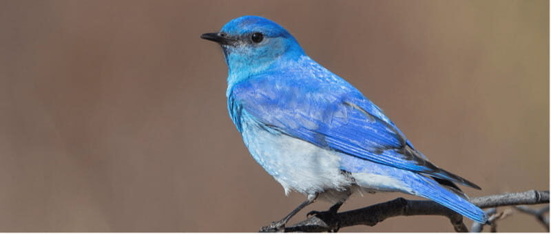 British Columbia: Bird Watching and Photography Tour - What You Can Expect on This Tour