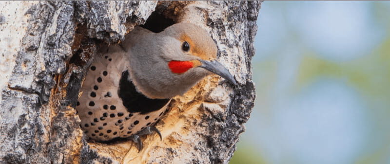 British Columbia: Bird Watching and Photography Tour - Who Should Consider This Tour?
