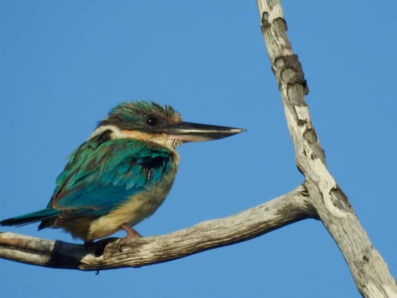 Broken Head: Nature Reserve Guided Eco-Tour with Beach Visit - Key Points