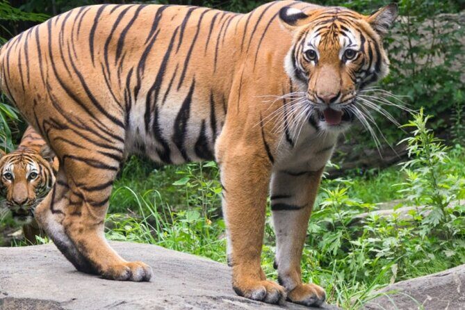 Bronx Zoo Admission Ticket - Why the Bronx Zoo is Worth Your Time