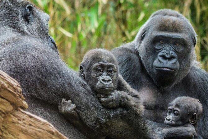 Bronx Zoo Admission Ticket - Practical Details for Your Visit