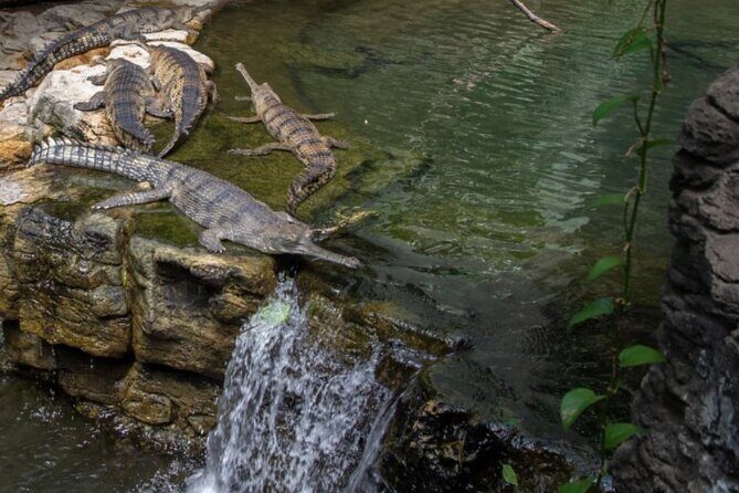 Bronx Zoo Admission Ticket - What We Love and What to Keep in Mind