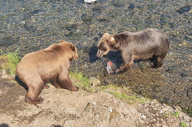 Brooks Falls Bear Viewing - The Flight Experience: Scenic and Safe