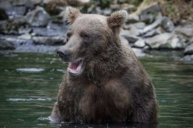 Brooks Falls Bear Viewing - Authenticity and Value