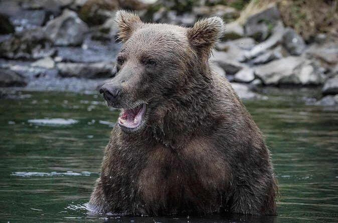 Brooks Falls Bear Viewing - Final Thoughts