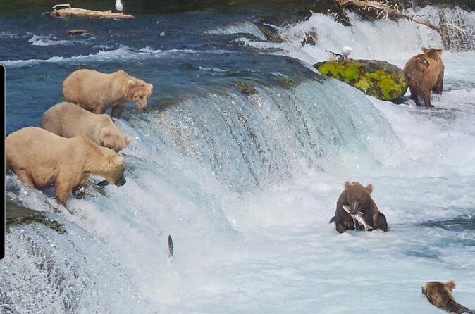 Brooks Falls Bear Viewing - Frequently Asked Questions
