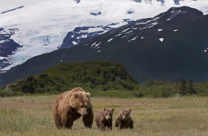 Brooks Falls Katmai Bear Viewing in a Float Plane - Key Points