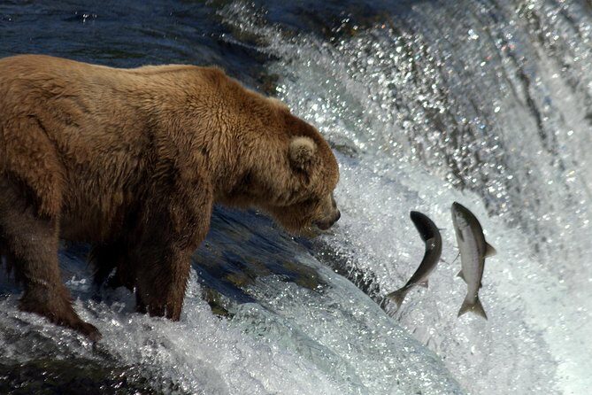 Brooks Falls Katmai Bear Viewing in a Float Plane - Authentic Traveler Insights