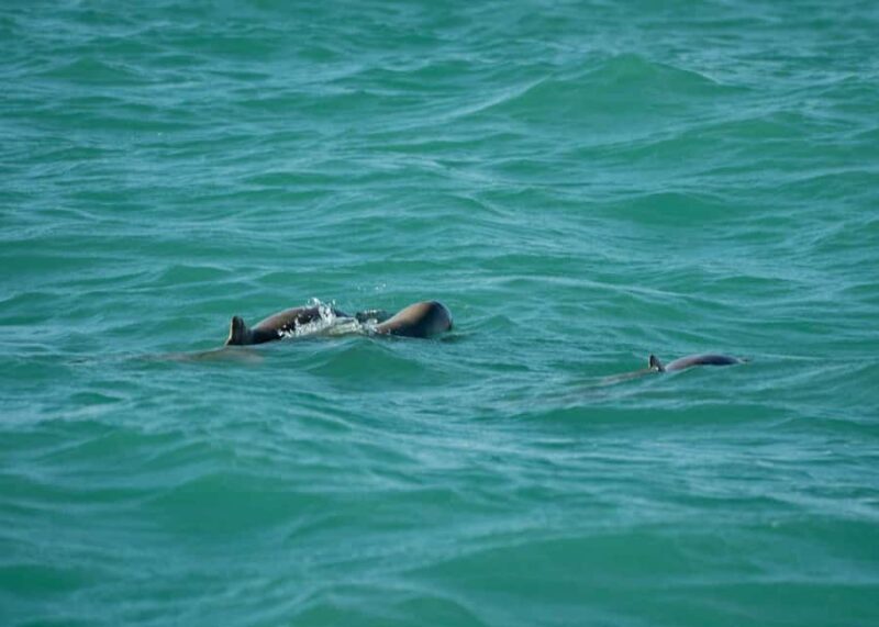 Broome Cruise & Catch: Mud Crab Adventure & Wildlife Cruise - Authenticity and Value