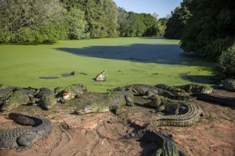 Broome: Malcolm Douglas Crocodile Park Tour with Transfers - Experience Overview