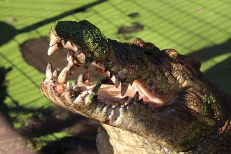 Broome: Malcolm Douglas Crocodile Park Tour with Transfers - The Experience in Detail