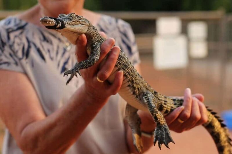 Broome: Malcolm Douglas Crocodile Park Tour with Transfers - Who Should Consider This Tour?