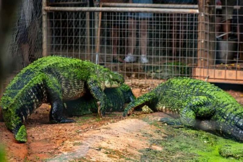 Broome: Malcolm Douglas Crocodile Park Tour with Transfers - The Sum Up