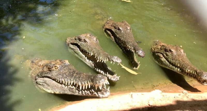 Broome: Malcolm Douglas Crocodile Park Tour with Transfers - FAQ